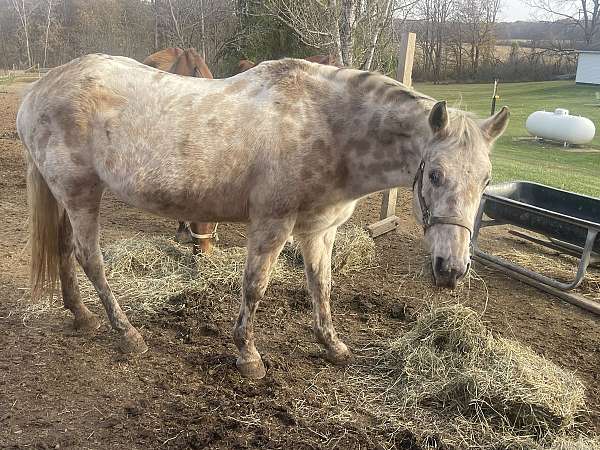 parade-appaloosa-quarter-horse