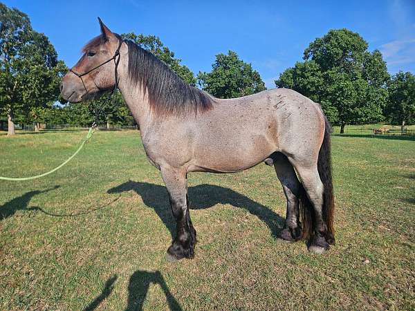 bay-roan-draft-gelding