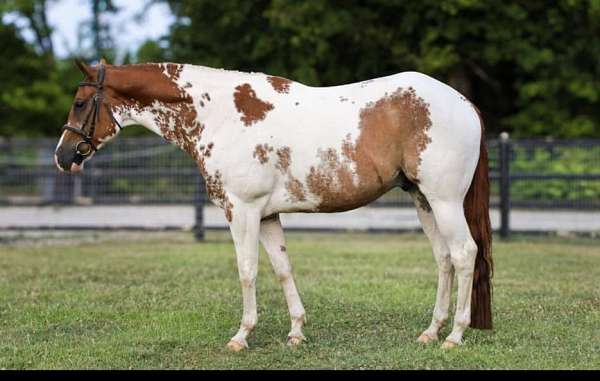 dressage-youth-gelding