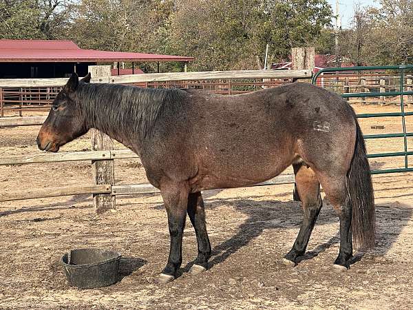 quarter-horse-mare