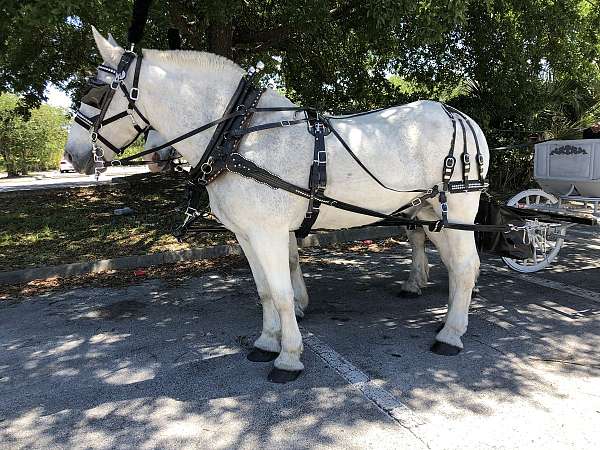 percheron-gelding