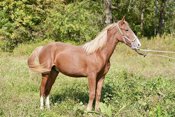 kentucky-mountain-yearling