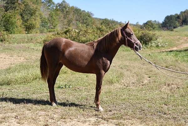 kentucky-mountain-yearling