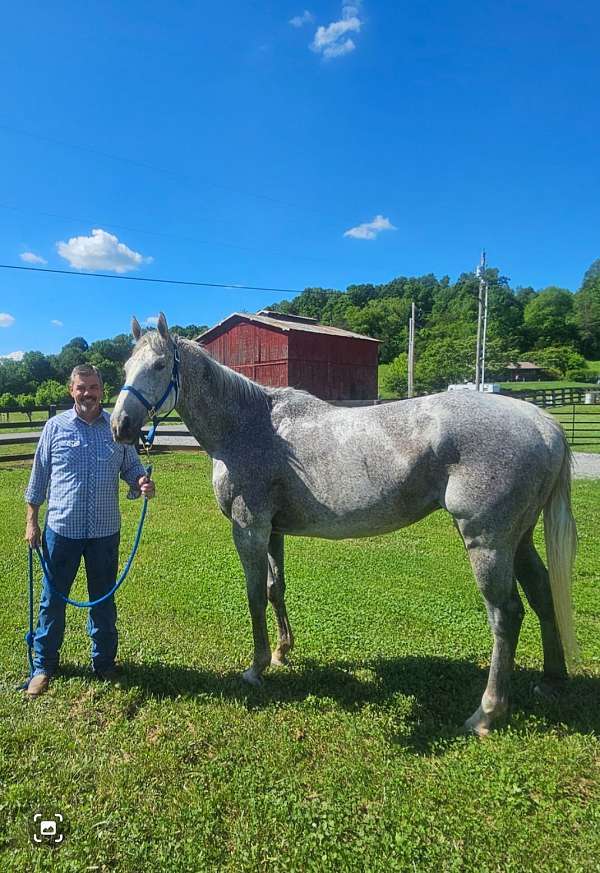 jumping-show-canadian-thoroughbred-horse