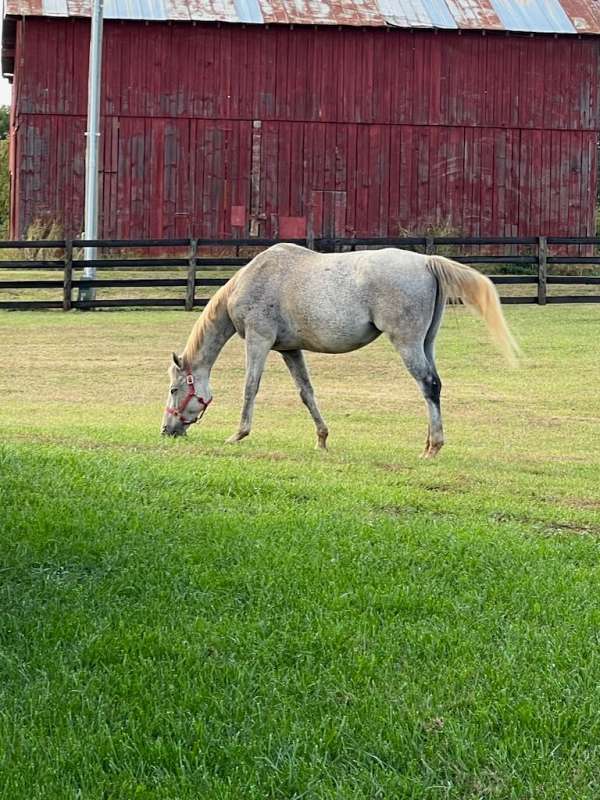 canadian-thoroughbred-gelding