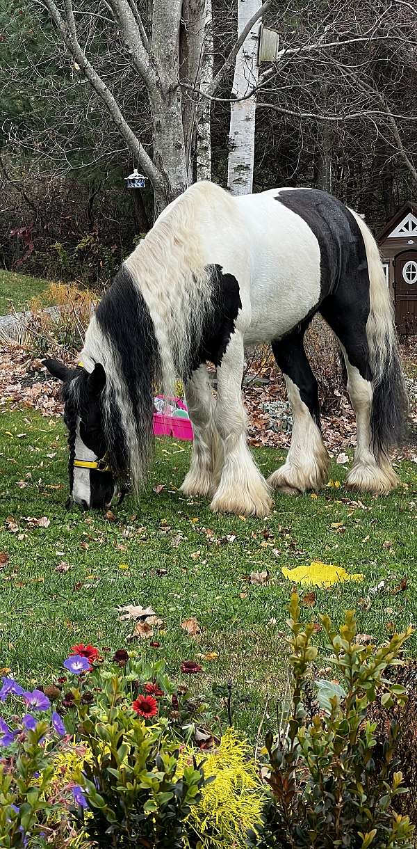 dressage-flashy-gypsy-vanner-horse