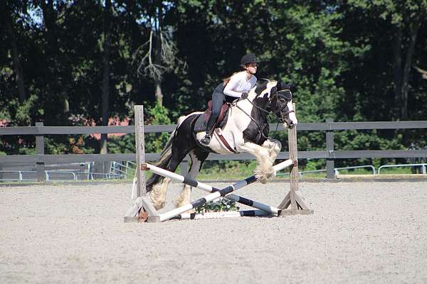 english-saddle-gypsy-vanner-horse