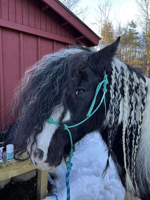 intermediate-gypsy-vanner-horse