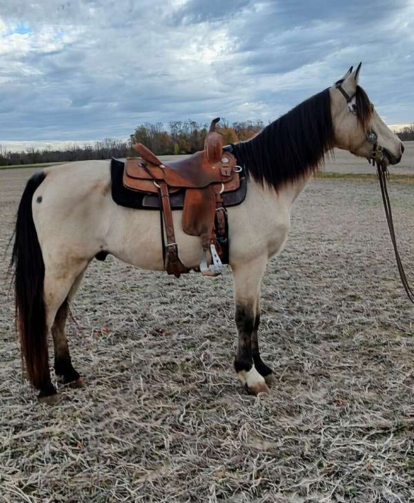 buckskin-all-around-ridden-western-horse