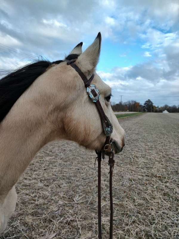 all-around-ridden-western-gelding