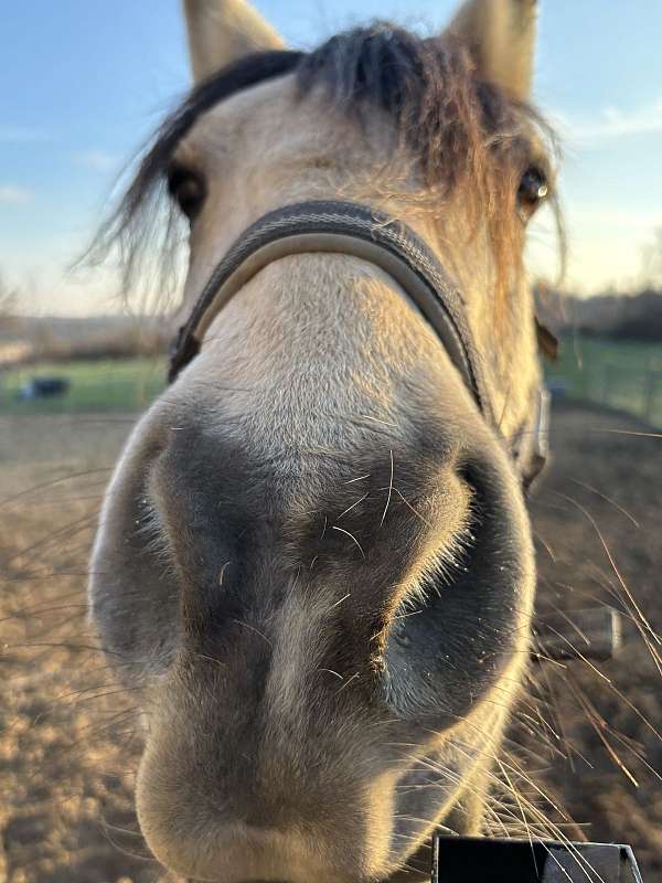 all-around-ridden-western-horse