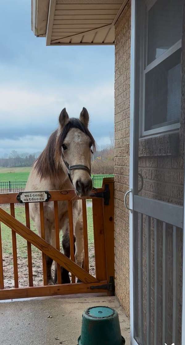 all-around-quarter-horse