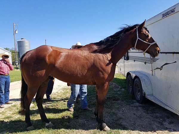 quarter-horse-gelding