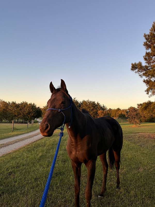 thoroughbred-gelding