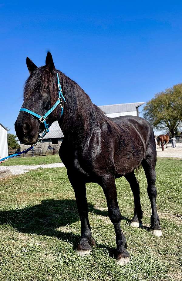 percheron-mare