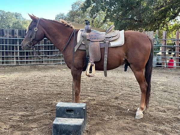 liver-chestnut-athletic-horse