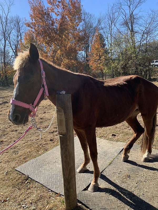 beginner-experienced-peruvian-paso-horse