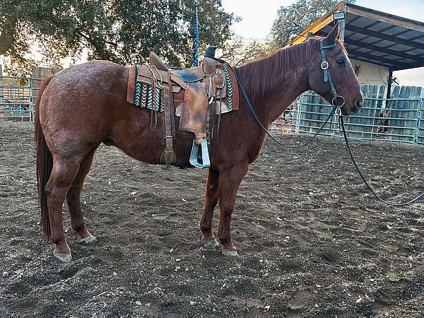 quarter-horse-gelding