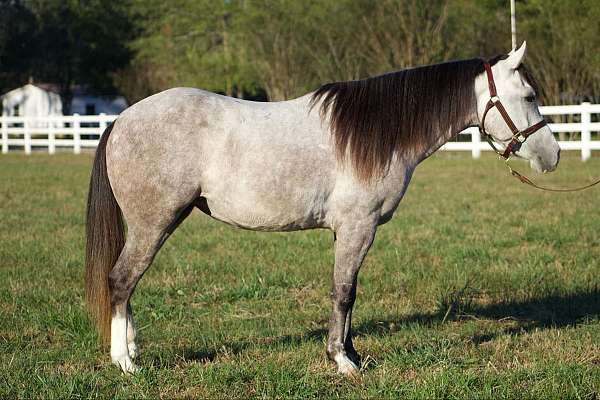 black-mane-tail-both-rear-stockings-pony