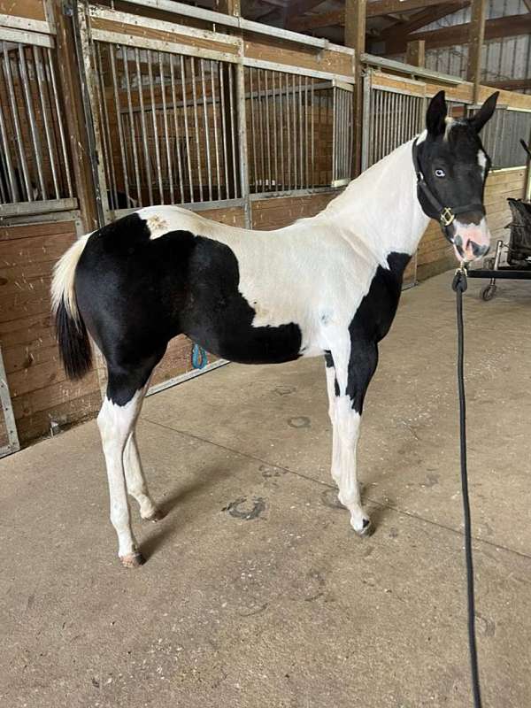 black-tobianodouble-homozygous-horse