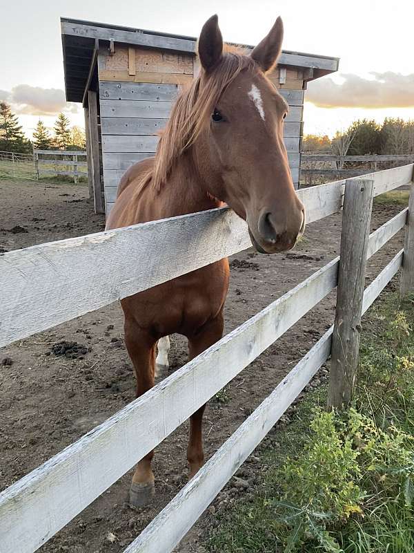 barefoot-quarter-horse