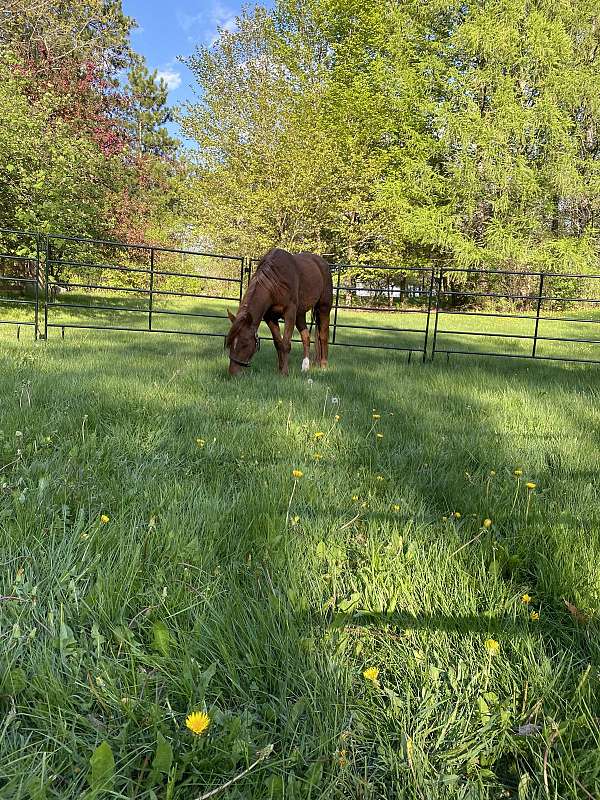 broodmare-quarter-horse