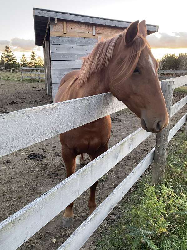 backed-quarter-horse