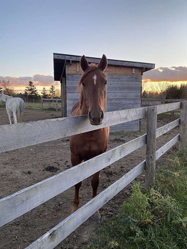 quarter-horse-mare