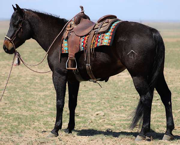 all-around-quarter-horse