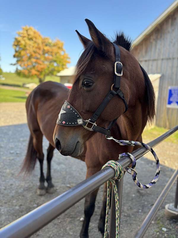 mare-morgan-horse