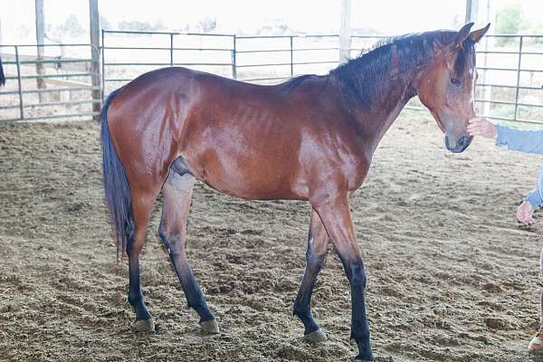 golden-crafty-thoroughbred-horse