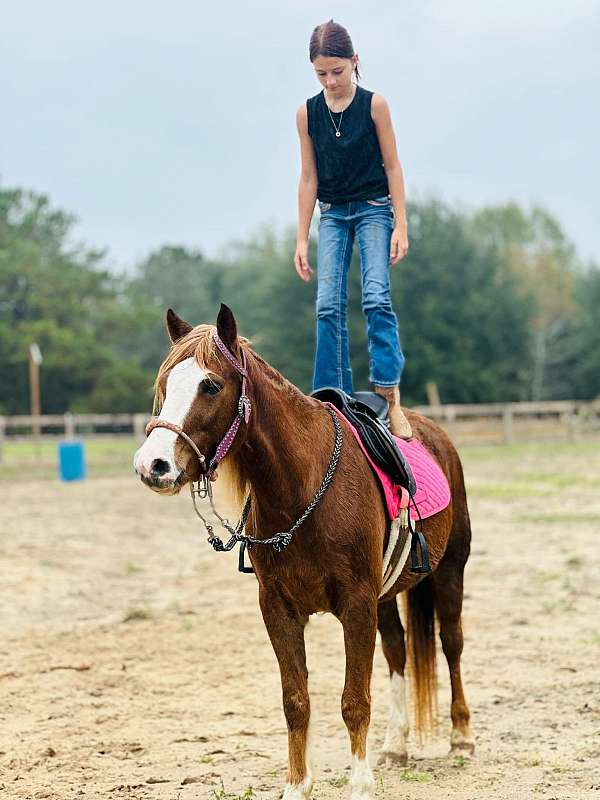 13-hand-welsh-pony-mare