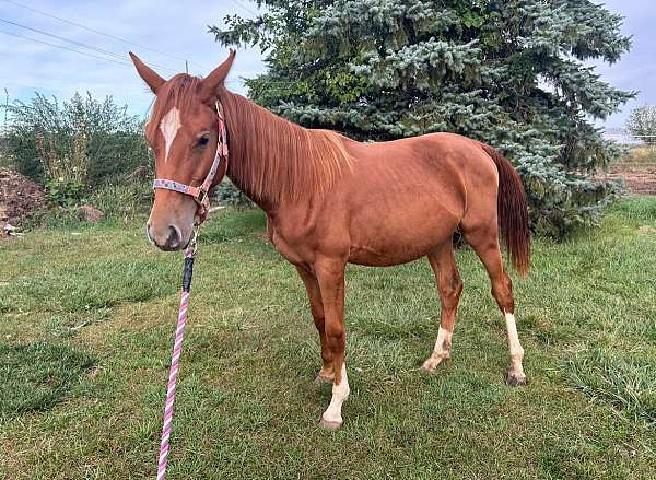 chestnut-star-chrome-horse