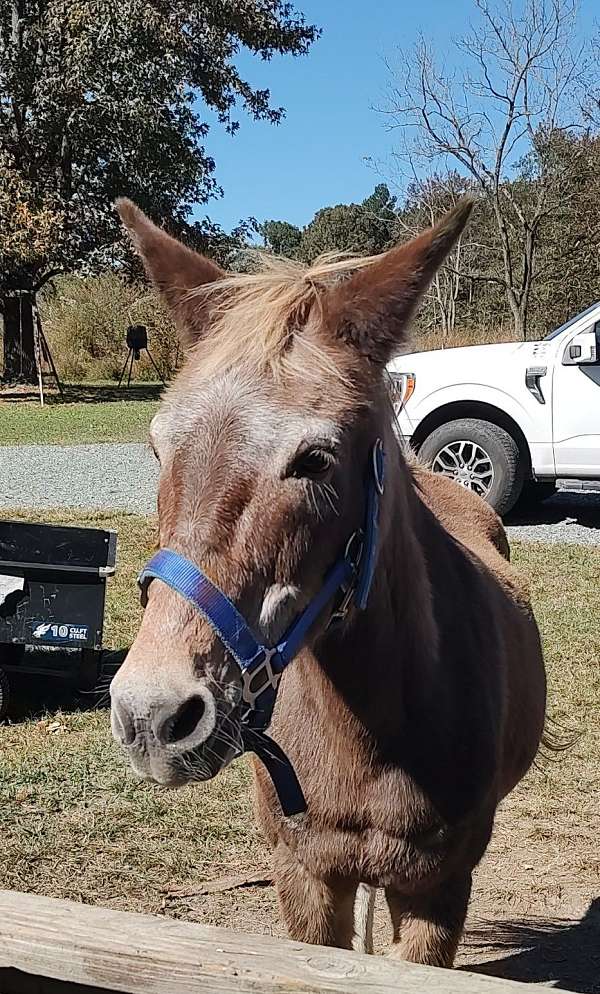 donkey-gelding