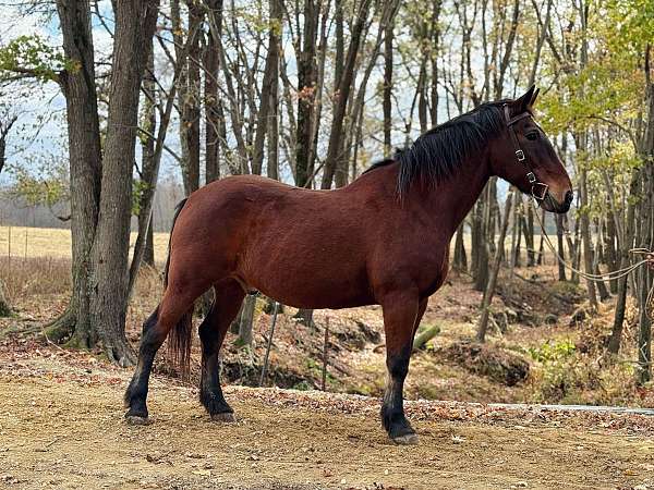 bay-draft-gelding