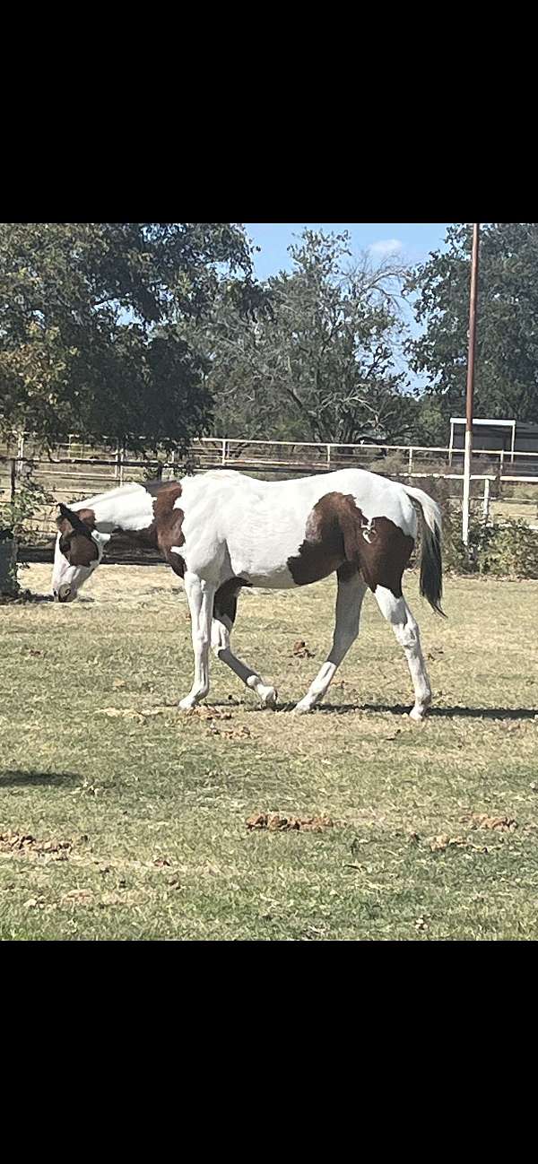 finished-heel-horse-filly