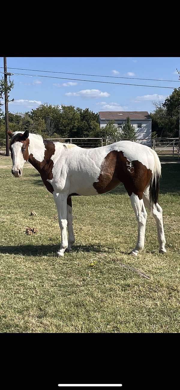 bay-hunt-seat-equitati-horse