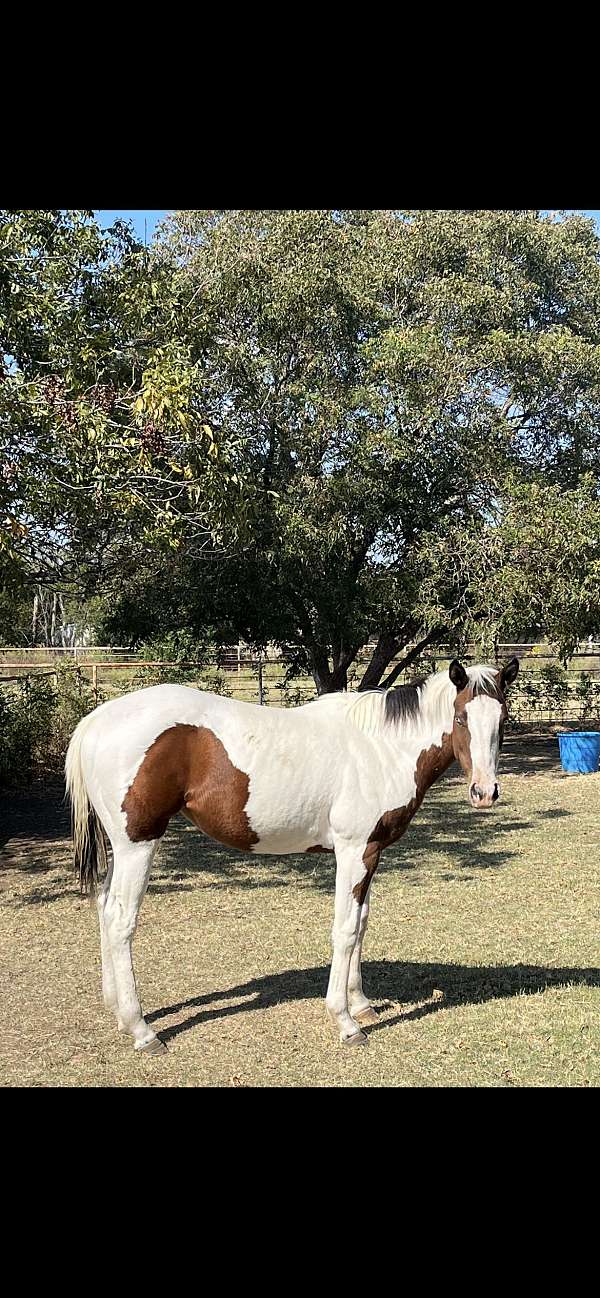 finished-head-horse-filly