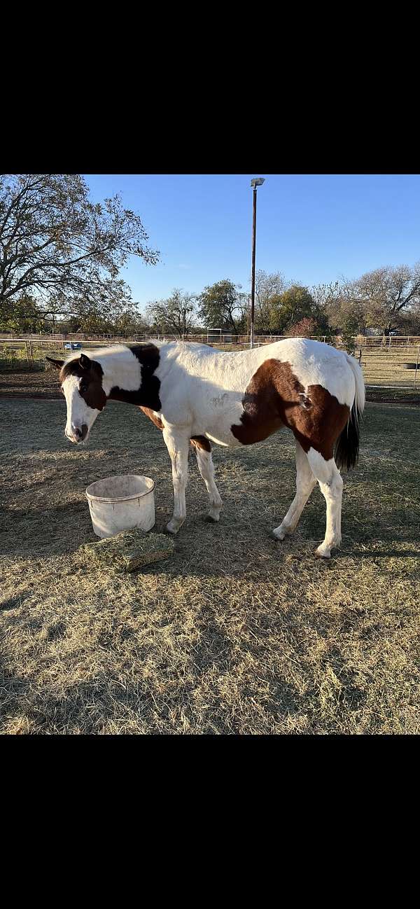 hunt-seat-equitati-horse