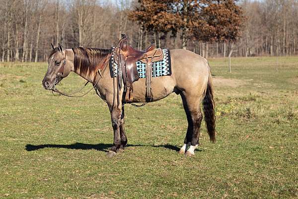 grulla-quarter-horse