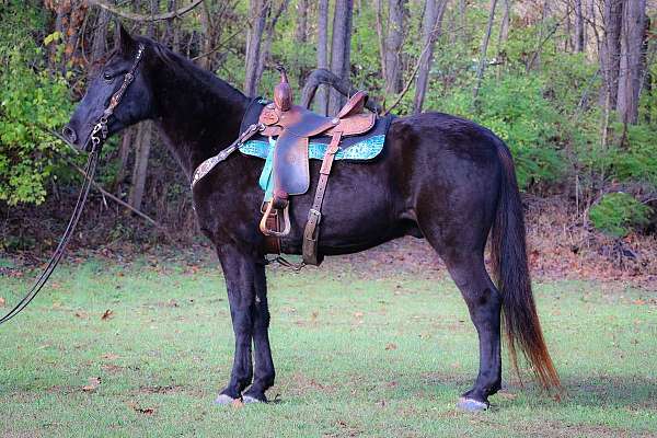 western-ri-rocky-mountain-horse