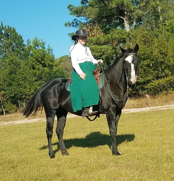 14-hand-quarter-horse-gelding