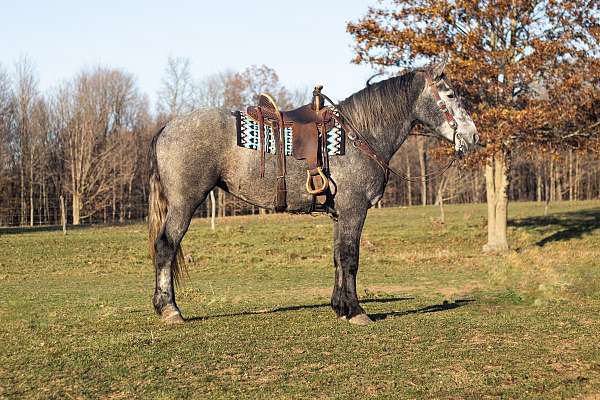 classical-percheron-horse