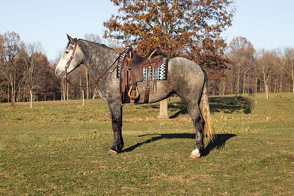 draft-percheron-horse