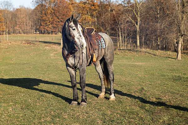 percheron-cross-horse