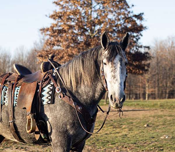 dressage-percheron-horse