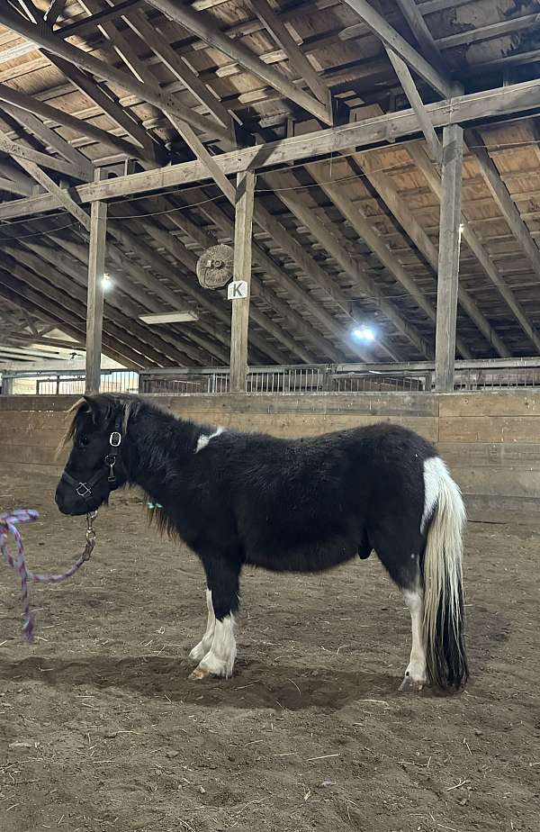 all-around-miniature-horse