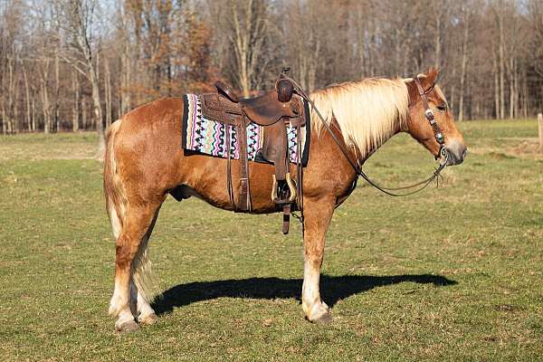 draft-belgian-horse