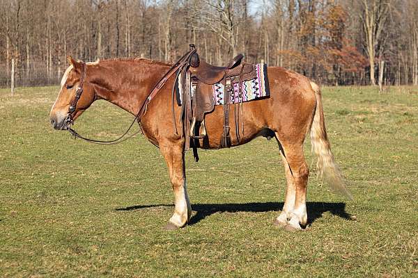 draft-cross-belgian-horse