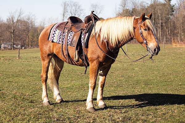 trail-riding-belgian-horse